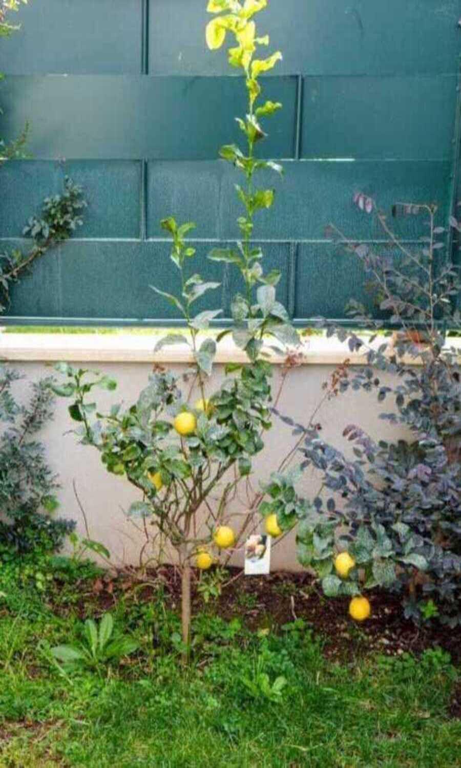 فيلا Il Giardino Di Limoni مارينو المظهر الخارجي الصورة